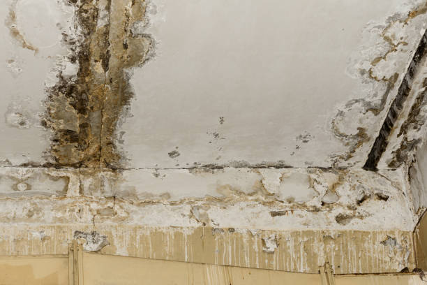 Best Commercial Mold Inspection  in , ND